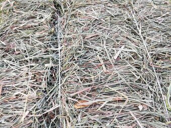 Luční seno - pěkná otava - 3