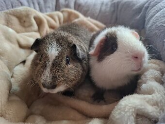 Morče - dva bráškové US Teddy - 3