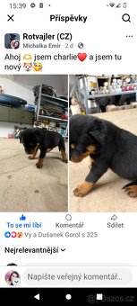 Rotvajler Štěně ❤️🐶 - 3