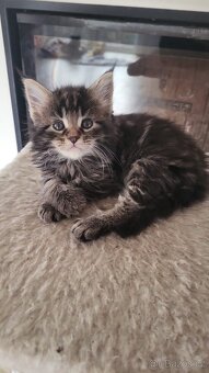 Mainská mývalí koťátka bez pp - 3