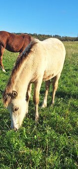 Letošní hřebeček - 3