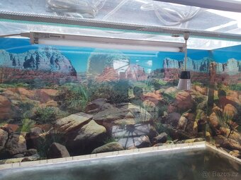 Terárium - 3