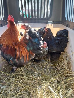 Kocinka zdrobnela - 3