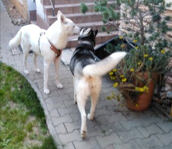 Sibirsky husky hasky - 3