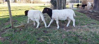 Dorper letošní čistokrevné beránky prodám - 3