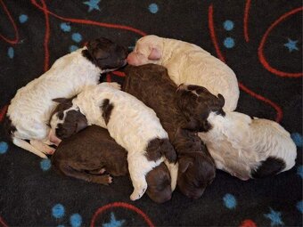 Lagotto romagnolo - štěňata - 3