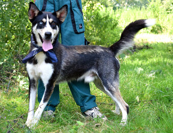 Báječný Ares kríženec ovčáka s huskym - 3