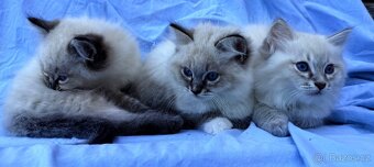 Ragdoll koťata - 3