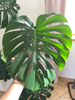 Monstera - 3