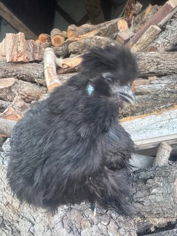Hedvabnička velká vousatá - 3
