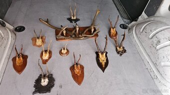 PRODÁM SBÍRKU STARÉHO PAROŽÍ - 3