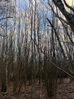 Prodej lesního pozemku v k.ú. Kolinec - 3
