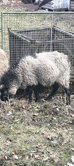 Ovce Romanovská - 3