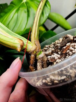 Monstera White snow - 3