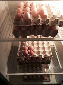 Domácí vajíčka z volného chovu - 3