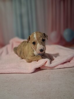 Whippet FCI - Fena - 3