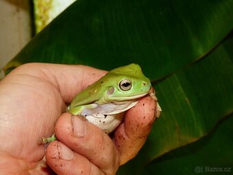 Rosnice siná (Litoria caerulea) - 3
