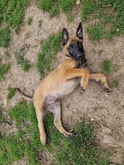 Belgický ovčák malinois - 3