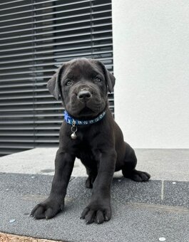 Bandog - 3