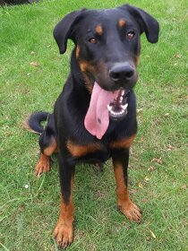 Beauceron - francouzský ovčák Krytí ne Rottweiler Doberman - 3