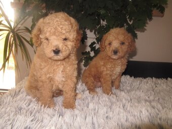 Maltipoo štěňátka - 3