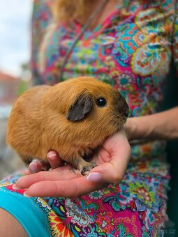 Morče s kalifornskou kresbou - 3