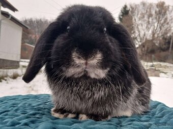 Volný Sameček - Anglický Zakrslý Beránek MiniLop🍑🧡🤍 - 3