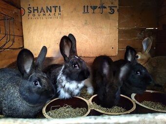 Králík/kralik samec / samice - 3