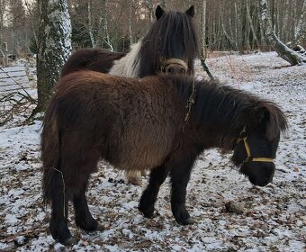 Mini pony - 3