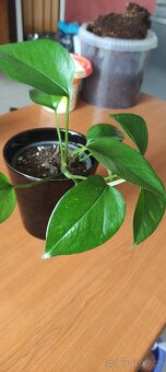 Pokojová rostlina Epipremnum/šplhavnice/pothos - 3
