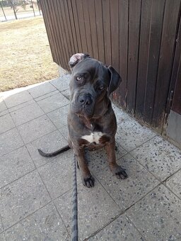 Štěně Bandog - 3