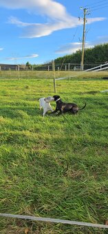 Whippet - 3