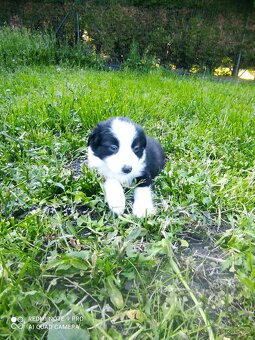 Border kolie - 3