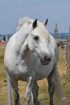 Fellský pony - top klisna - 3