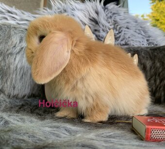 ❤️❤️Minilop Kralicek Beránek mimi k rezervaci - 3