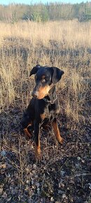 adopce Dobby - 8.12. 2021 narozený - 3