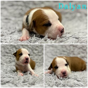 Americký stafordšírský teriér - 3