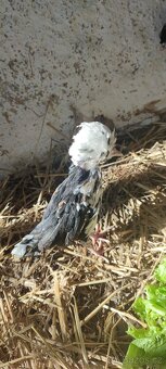 Koupím paduánku slepičku - 3