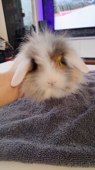 Zakrslý králíček/beránek - 3