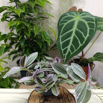 Tradescantia mix - 3