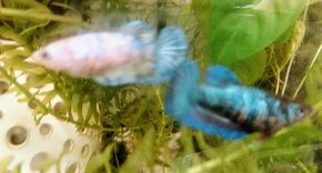 Starožitný mlýnek stav velmi dobrý - 3