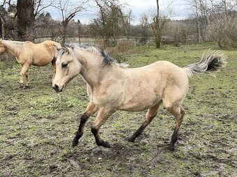 buckskin QH hřebeček, 1 rok, 6 panel test N/N - 3