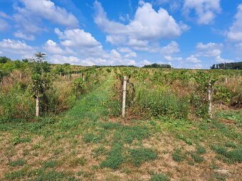 Vinice s možností stavby 2035 m2 - 3