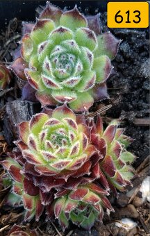 Netřesky, rozchodníky, delosperma na balkón i na zahradu - 3