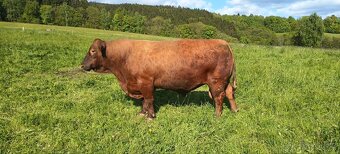 Prodám plemenného býka Aberdeen Angus - 3