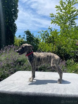 Whippet s PP - 3