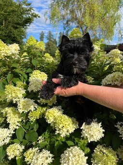 K prodeji black yorkshire terrier fenka - 3