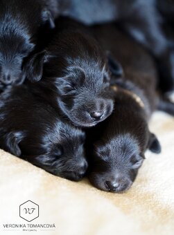 Pyrenejský Ovčák štěňátka s PP - 3