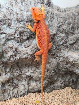 Agama vousatá Coral - 3