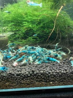 Sladkovodní krevetky - 3
